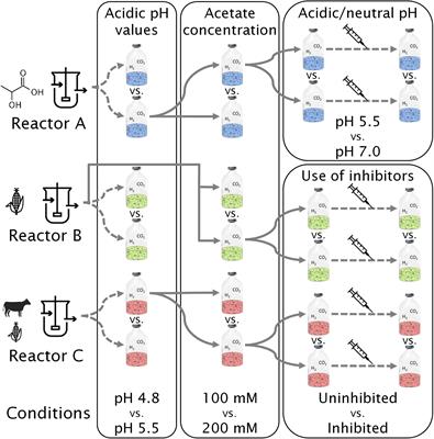 Hydrogen as a Co-electron Donor for Chain Elongation With Complex Communities